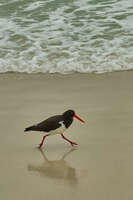 20241004134150_Oystercatcher_on_Binalong_Bay_Shoreline